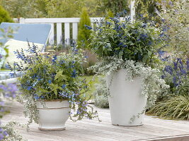 Salvia guaranitica 'Black & Blue', Helichrysum petiolare