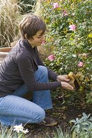 Woman scattering coffee grounds as a soil conditioner under Rose