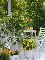 Gelb-weißer Balkon mit Abutilon (Schönmalve), Petunia (Petunie)