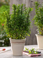 Tagetes lucida (Aztec tarragon, winter tarragon)