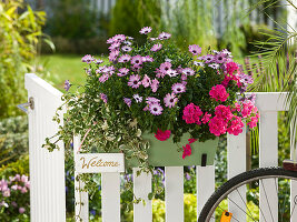 Osteospermum Springstar 'Soft Purple' (Cape Basket), Pelargonium