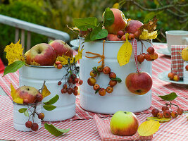 Malus (apple, ornamental apple) with autumn leaves in white tin cans