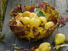 Blätterteppich aus Herbstlaub und Drahtgitter