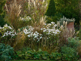 Chrysanthemum-Indicum-Hybride 'White Bouquet'(Herbstchrysanthemen)