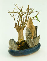 Pruning back indoor bonsai (2/3)