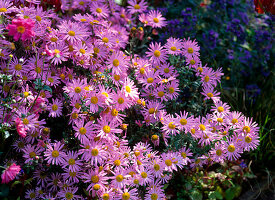 Chrysanthemum rubellum 'Clara Curtis' (Chrysantheme)