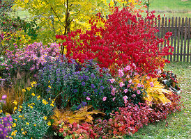 Autumn bed with Euonymus alatus (spindle shrub)