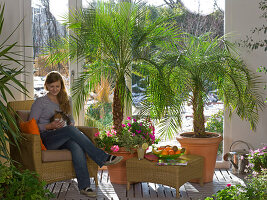 Conservatory with Phoenix roebelenii (Dwarf Date Palm)