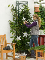 Winter protection for Rose decorated for Christmas