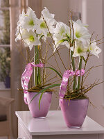 Hippeastrum 'Denver' in purple glass vase