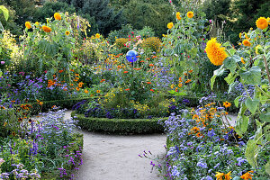 Bauerngarten mit Buxus (Buchs-Einfassung) im Hochsommer, Rondell mit blauer Rosenkugel, Helianthus (Sonnenblumen), Rudbeckia (Sonnenhut), Heliotropium (Vanilleblumen) und andere Sommerblumen