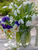 Galanthus (Snowdrop), Viola cornuta Sorbet (Horned Violet)