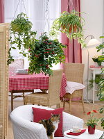 Hanging basket in the room as a room divider between living and dining room