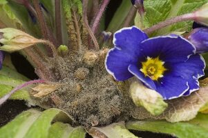 Botrytis cinerea on Primula acaulis