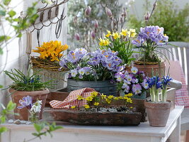 Crocus, Viola cornuta (Horned Violet), Muscari