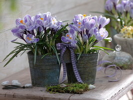 Crocus 'Pickwick' (Krokusse) in Doppeltopf aus Metall