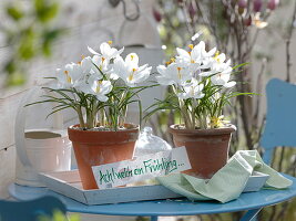 Crocus 'Jeanne D'Arc' in clay pots