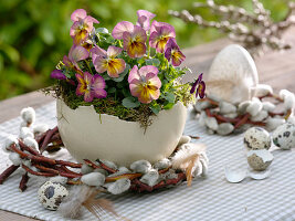 Viola cornuta Gem 'Apricot Antique' (horn violet)