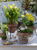 Narcissus 'Tete a Tete' (Narzissen), Primula elatior (Primel) in Terracotta