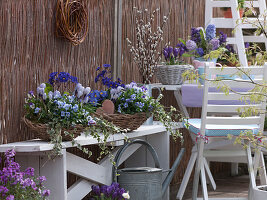 Baskets planted with Viola cornuta, Crocus vernus 'Pickwick'