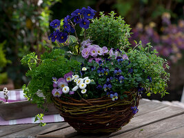 Selbstgeflochtener Korb bepflanzt mit Kräutern und Frühlingsblumen