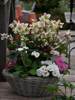 Basket with helleborus orientalis (lenten hellebore), primula acaulis