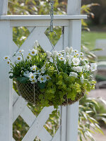 Wire basket planted with white spring flowers