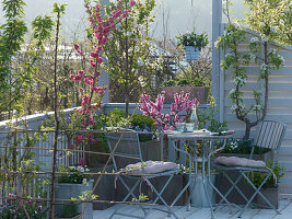 Balkon mit Prunus (Kirschbaum), Pyrus (Spalier-Birne), Prunus persica