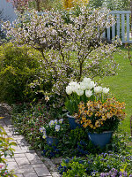 Prunus kurilensis (Kurilenkirsche), Blaue Töpfe mit Tulipa 'White Dream'