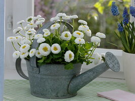 Small galvanised watering can as plant pot for Bellis (Tausendschön)