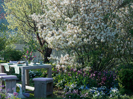 Seating group on the lawn in front of bed with Amelanchier (rock pear)