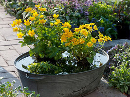 Caltha palustris (marsh marigold), Myosotis palustris