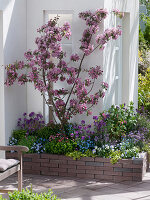 Malus 'Rudolph' (ornamental apple), Erysimum (golden varnish), Euphorbia (spurge)