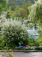 Spiraea arguta (Brautspiere), Wisteria floribunda 'Alba' (Weißer Blauregen)