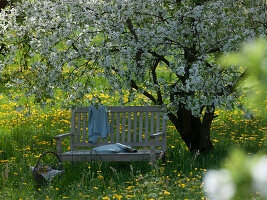 Bank mit Kissen unter Prunus cerasus (Sauerkirsche) auf blühender Wiese