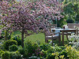 Malus sargentii 'Rosea' (ornamental apple tree)