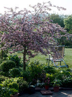 Malus sargentii 'Rosea' (Ornamental apple tree)