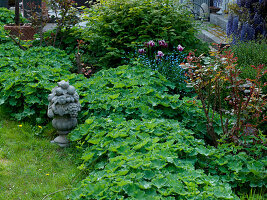 Staudenbeet mit Alchemilla (Frauenmantel), Aruncus (Waldgeißbart)