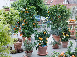 Roof terrace with citrus plants