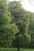 Aesculus hippocastanum (Kastanien) im Park