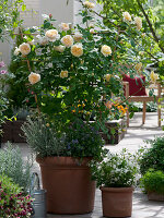 Rosa 'Jayne Austin' (English rose) with a pleasant tea rose fragrance