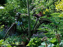 Old bicycle leaning against tree as decoration with viola