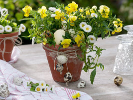 Viola cornuta (horned violet), Bellis (daisy) as Easter nest