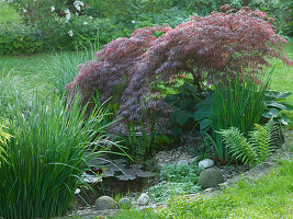 Acer palmatum 'Dissectum Garnet' (Rotblättriger Schlitzahorn), Hosta