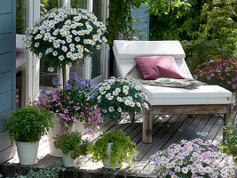 Wooden terrace with Argyranthemum 'Stella 2000'