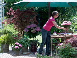 Wooden terrace with Acer palmatum 'Atropurpureum' (red-leaved fan maple)