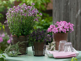 Nemesia Kaboutertjes 'Plop' (Fairy mirror), Verbena Velox 'Softpink' (Soft pink)