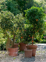 Citrus mitis 'Variegata' (variegated calamondine), Citrus myrtifolia