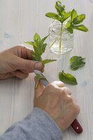 Cuttings of Mentha (peppermint, mint)