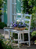 Campanula portenschlagiana (Cushion bellflower) in a wooden basket